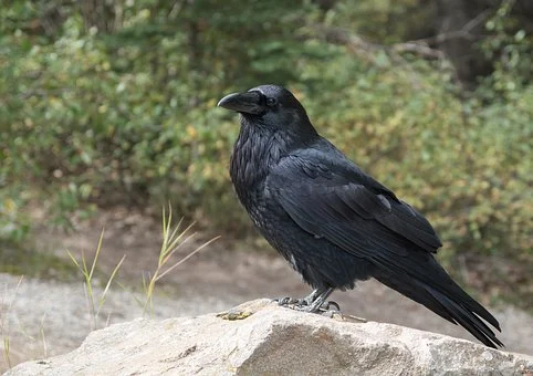 crow