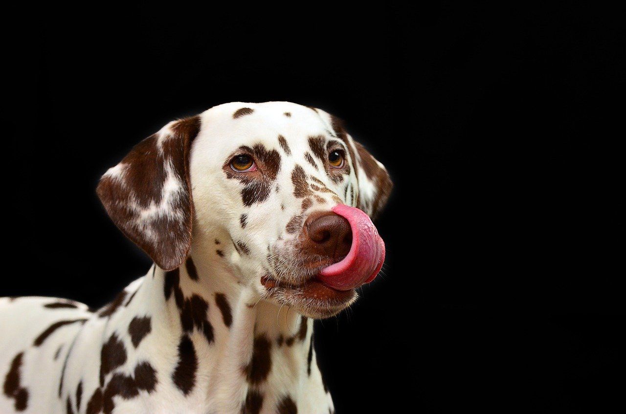 Dogs Have 200 Million Receptors On Their Nose