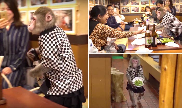 The Restaurant Where Monkeys are Serving as Waiters