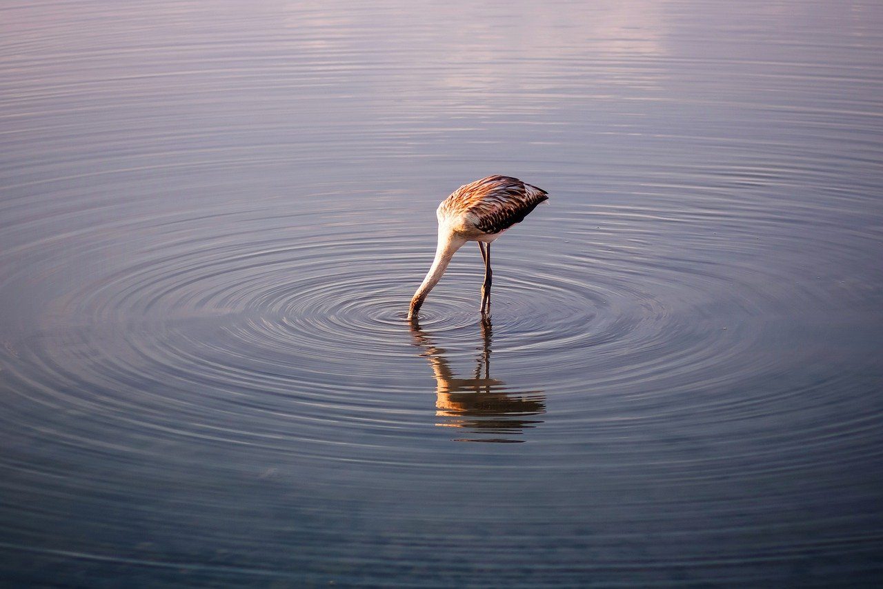Flamingo Can Drink Boiling Water