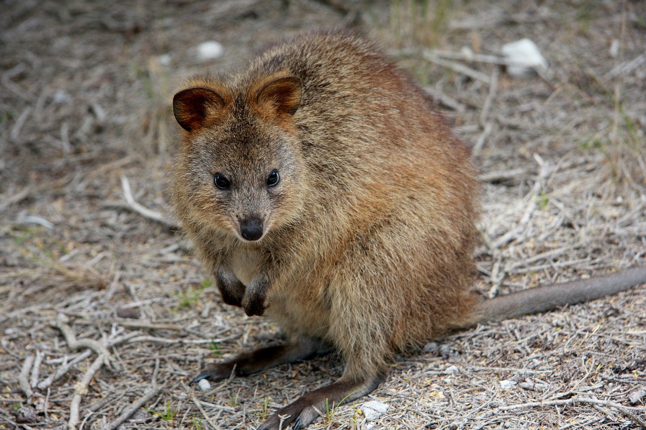 Quokka world's happiest animal