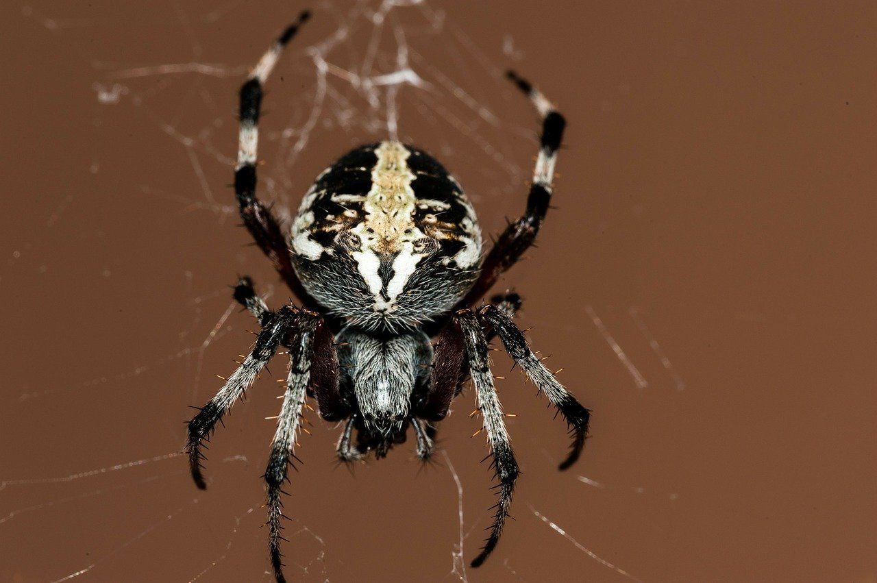 Spider Web Stop A Boeing 747 Airplane