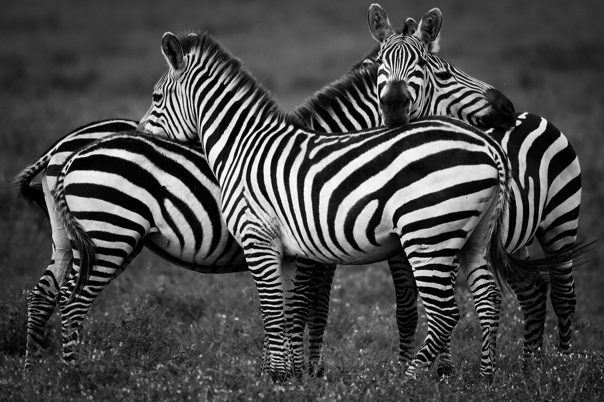 Rare Polka Dotted Zebra Of Kenya