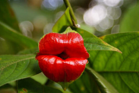 Flower That Looks Like Human Lips
