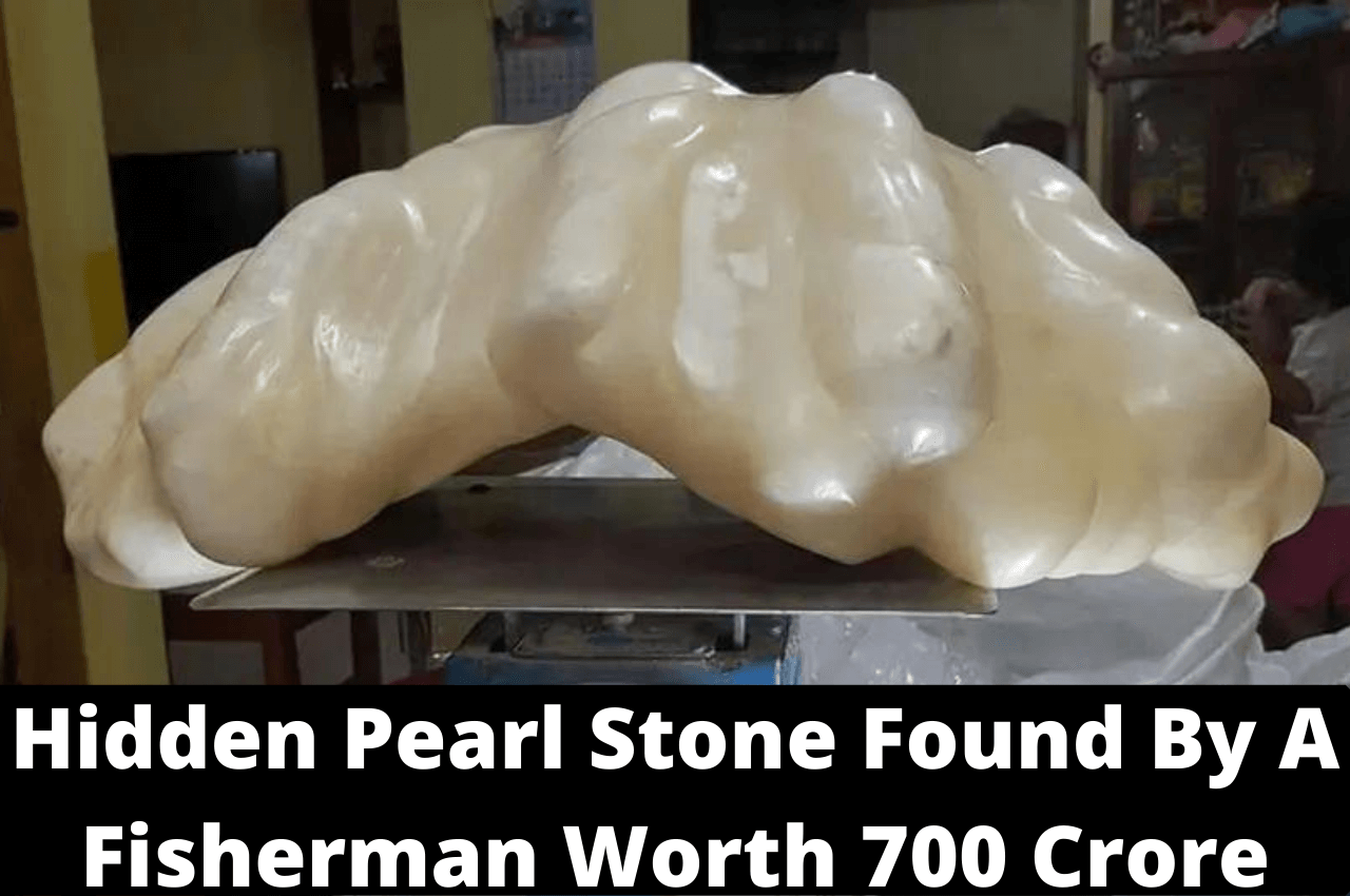Hidden Pearl Stone Found By A Fisherman Worth 700 Crore