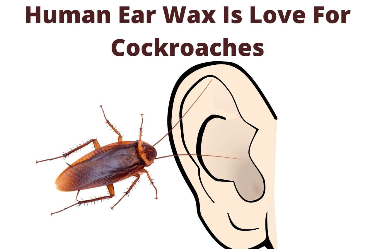 Human Ear Wax Is Love For Cockroaches