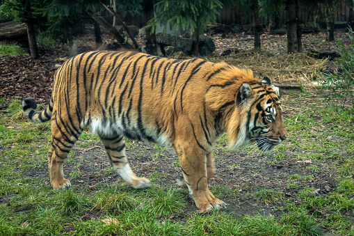 Indian golden tiger left only one