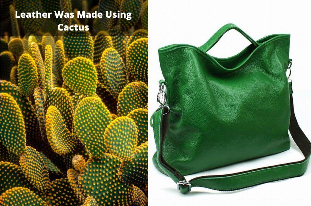 Leather Was Made Using Cactus