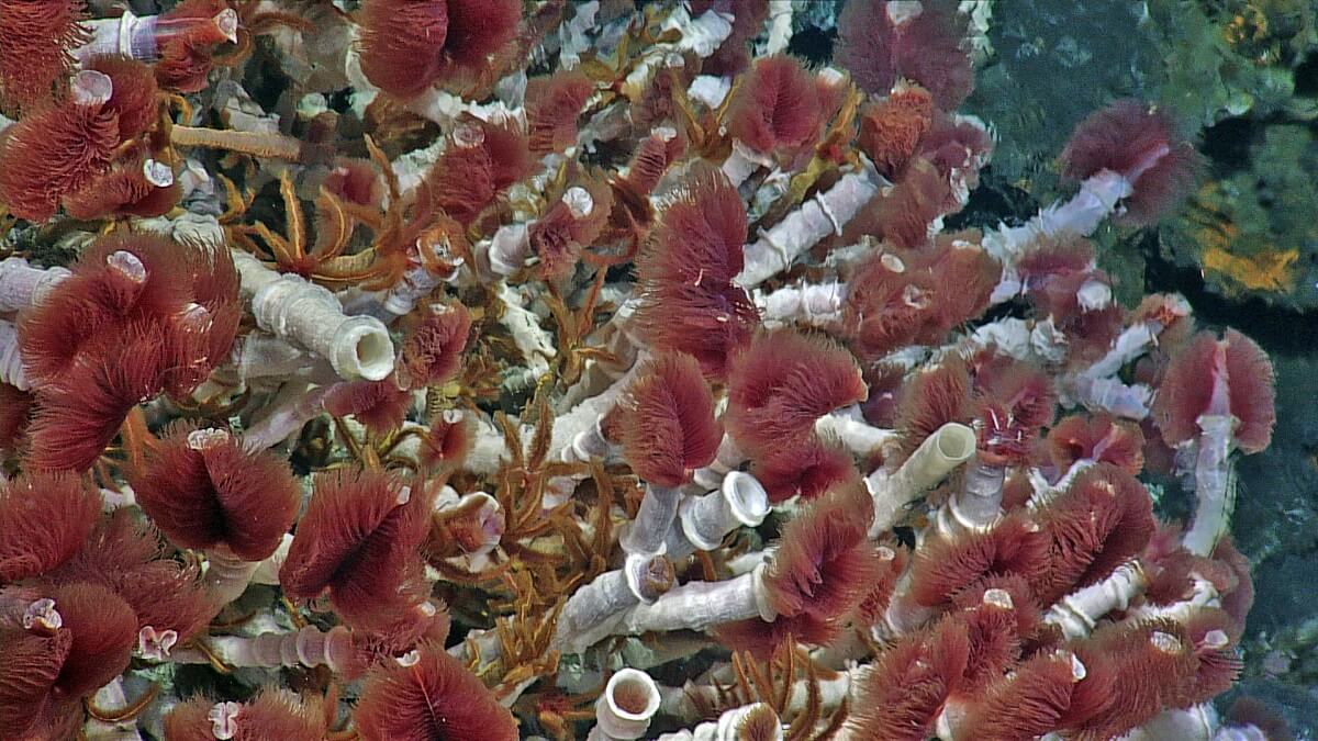 Mysterious About The Hydrothermal Worm