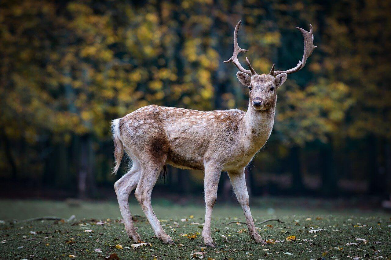 Why deers are easy targets for carnivores